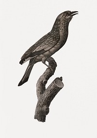 Varied Roller of Maluku island from Histoire Naturelle des Oiseaux de Paradis et Des Rolliers (1806) by<a href="https://www.rawpixel.com/search/Jacques%20Barraband?"> </a><a href="https://www.rawpixel.com/search/Jacques%20Barraband?sort=curated&amp;rating_filter=all&amp;mode=shop&amp;page=1">Jacques</a><a href="https://www.rawpixel.com/search/Jacques%20Barraband?sort=curated&amp;rating_filter=all&amp;mode=shop&amp;page=1"> Barraband</a> (1767-1809).