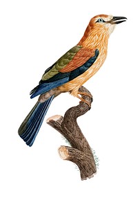 Vintage illustration of Young African roller