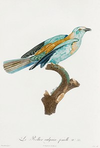 Abyssinian roller, female from Histoire Naturelle des Oiseaux de Paradis et Des Rolliers (1806) by<a href="https://www.rawpixel.com/search/Jacques%20Barraband?"> </a><a href="https://www.rawpixel.com/search/Jacques%20Barraband?sort=curated&amp;rating_filter=all&amp;mode=shop&amp;page=1">Jacques</a><a href="https://www.rawpixel.com/search/Jacques%20Barraband?sort=curated&amp;rating_filter=all&amp;mode=shop&amp;page=1"> Barraband</a> (1767-1809).