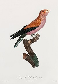 Great violet roller from Histoire Naturelle des Oiseaux de Paradis et Des Rolliers (1806) by<a href="https://www.rawpixel.com/search/Jacques%20Barraband?"> </a><a href="https://www.rawpixel.com/search/Jacques%20Barraband?sort=curated&amp;rating_filter=all&amp;mode=shop&amp;page=1">Jacques</a><a href="https://www.rawpixel.com/search/Jacques%20Barraband?sort=curated&amp;rating_filter=all&amp;mode=shop&amp;page=1"> Barraband</a> (1767-1809).