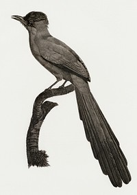 Huon astrapia from Histoire Naturelle des Oiseaux de Paradis et Des Rolliers (1806) by<a href="https://www.rawpixel.com/search/Jacques%20Barraband?"> </a><a href="https://www.rawpixel.com/search/Jacques%20Barraband?sort=curated&amp;rating_filter=all&amp;mode=shop&amp;page=1">Jacques</a><a href="https://www.rawpixel.com/search/Jacques%20Barraband?sort=curated&amp;rating_filter=all&amp;mode=shop&amp;page=1"> Barraband</a> (1767-1809).