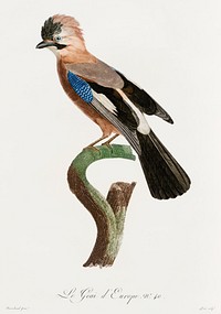 Eurasian Jay from Histoire Naturelle des Oiseaux de Paradis et Des Rolliers (1806) by<a href="https://www.rawpixel.com/search/Jacques%20Barraband?"> </a><a href="https://www.rawpixel.com/search/Jacques%20Barraband?sort=curated&amp;rating_filter=all&amp;mode=shop&amp;page=1">Jacques</a><a href="https://www.rawpixel.com/search/Jacques%20Barraband?sort=curated&amp;rating_filter=all&amp;mode=shop&amp;page=1"> Barraband</a> (1767-1809).