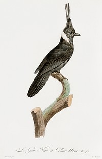 Black Jay with White Collar from Histoire Naturelle des Oiseaux de Paradis et Des Rolliers (1806) by<a href="https://www.rawpixel.com/search/Jacques%20Barraband?"> </a><a href="https://www.rawpixel.com/search/Jacques%20Barraband?sort=curated&amp;rating_filter=all&amp;mode=shop&amp;page=1">Jacques</a><a href="https://www.rawpixel.com/search/Jacques%20Barraband?sort=curated&amp;rating_filter=all&amp;mode=shop&amp;page=1"> Barraband</a> (1767-1809).