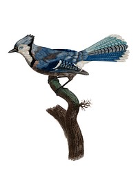 Vintage illustration of Blue Jay
