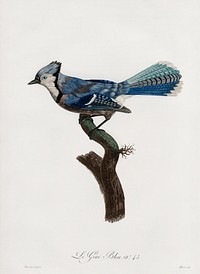 Blue Jay from Histoire Naturelle des Oiseaux de Paradis et Des Rolliers (1806) by Jacques Barraband (1767-1809).