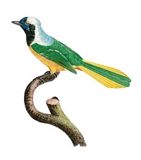 Vintage illustration of Peruvian Jay