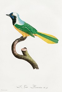 Peruvian Jay from Histoire Naturelle des Oiseaux de Paradis et Des Rolliers (1806) by<a href="https://www.rawpixel.com/search/Jacques%20Barraband?"> </a><a href="https://www.rawpixel.com/search/Jacques%20Barraband?sort=curated&amp;rating_filter=all&amp;mode=shop&amp;page=1">Jacques</a><a href="https://www.rawpixel.com/search/Jacques%20Barraband?sort=curated&amp;rating_filter=all&amp;mode=shop&amp;page=1"> Barraband</a> (1767-1809).