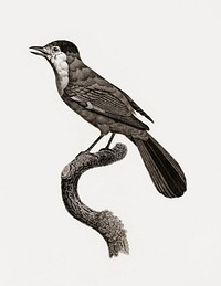 Golden Jay from Histoire Naturelle des Oiseaux de Paradis et Des Rolliers (1806) by<a href="https://www.rawpixel.com/search/Jacques%20Barraband?"> </a><a href="https://www.rawpixel.com/search/Jacques%20Barraband?sort=curated&amp;rating_filter=all&amp;mode=shop&amp;page=1">Jacques</a><a href="https://www.rawpixel.com/search/Jacques%20Barraband?sort=curated&amp;rating_filter=all&amp;mode=shop&amp;page=1"> Barraband</a> (1767-1809).