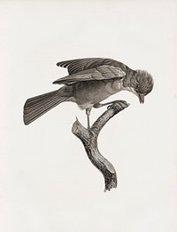 Red-brown Jay from Histoire Naturelle des Oiseaux de Paradis et Des Rolliers (1806) by<a href="https://www.rawpixel.com/search/Jacques%20Barraband?"> </a><a href="https://www.rawpixel.com/search/Jacques%20Barraband?sort=curated&amp;rating_filter=all&amp;mode=shop&amp;page=1">Jacques</a><a href="https://www.rawpixel.com/search/Jacques%20Barraband?sort=curated&amp;rating_filter=all&amp;mode=shop&amp;page=1"> Barraband</a> (1767-1809).