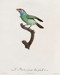 Blue-throated Bearded bee-eater from Histoire Naturelle des Oiseaux de Paradis et Des Rolliers (1806) by<a href="https://www.rawpixel.com/search/Jacques%20Barraband?"> </a><a href="https://www.rawpixel.com/search/Jacques%20Barraband?sort=curated&amp;rating_filter=all&amp;mode=shop&amp;page=1">Jacques</a><a href="https://www.rawpixel.com/search/Jacques%20Barraband?sort=curated&amp;rating_filter=all&amp;mode=shop&amp;page=1"> Barraband</a> (1767-1809).