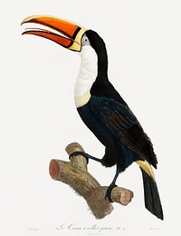 Yellow necklace Toucan from Histoire Naturelle des Oiseaux de Paradis et Des Rolliers (1806) by<a href="https://www.rawpixel.com/search/Jacques%20Barraband?"> </a><a href="https://www.rawpixel.com/search/Jacques%20Barraband?sort=curated&amp;rating_filter=all&amp;mode=shop&amp;page=1">Jacques</a><a href="https://www.rawpixel.com/search/Jacques%20Barraband?sort=curated&amp;rating_filter=all&amp;mode=shop&amp;page=1"> Barraband</a> (1767-1809).