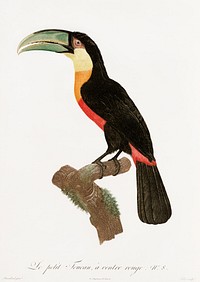Red-billed Toucan from Histoire Naturelle des Oiseaux de Paradis et Des Rolliers (1806)by Jacques Barraband (1767-1809).