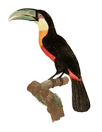 Vintage illustration of Red-billed Toucan