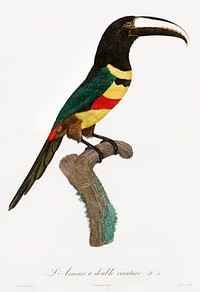 Black-necked Aracari from Histoire Naturelle des Oiseaux de Paradis et Des Rolliers (1806) by<a href="https://www.rawpixel.com/search/Jacques%20Barraband?"> </a><a href="https://www.rawpixel.com/search/Jacques%20Barraband?sort=curated&amp;rating_filter=all&amp;mode=shop&amp;page=1">Jacques</a><a href="https://www.rawpixel.com/search/Jacques%20Barraband?sort=curated&amp;rating_filter=all&amp;mode=shop&amp;page=1"> Barraband</a> (1767-1809).