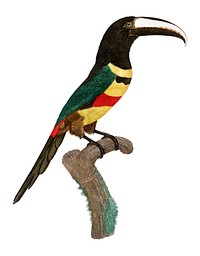 Vintage illustration of Black-necked Aracari