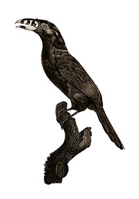 Vintage illustration of Black-necked Aracari, male