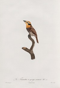 Russet-throated puffbird from Histoire Naturelle des Oiseaux de Paradis et Des Rolliers (1806) by<a href="https://www.rawpixel.com/search/Jacques%20Barraband?"> </a><a href="https://www.rawpixel.com/search/Jacques%20Barraband?sort=curated&amp;rating_filter=all&amp;mode=shop&amp;page=1">Jacques</a><a href="https://www.rawpixel.com/search/Jacques%20Barraband?sort=curated&amp;rating_filter=all&amp;mode=shop&amp;page=1"> Barraband</a> (1767-1809).