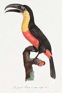 Green-billed toucan from Histoire Naturelle des Oiseaux de Paradis et Des Rolliers (1806) by<a href="https://www.rawpixel.com/search/Jacques%20Barraband?"> </a><a href="https://www.rawpixel.com/search/Jacques%20Barraband?sort=curated&amp;rating_filter=all&amp;mode=shop&amp;page=1">Jacques</a><a href="https://www.rawpixel.com/search/Jacques%20Barraband?sort=curated&amp;rating_filter=all&amp;mode=shop&amp;page=1"> Barraband</a> (1767-1809).