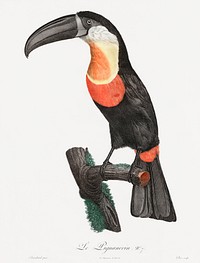 Green-billed toucan from Histoire Naturelle des Oiseaux de Paradis et Des Rolliers (1806) by<a href="https://www.rawpixel.com/search/Jacques%20Barraband?"> </a><a href="https://www.rawpixel.com/search/Jacques%20Barraband?sort=curated&amp;rating_filter=all&amp;mode=shop&amp;page=1">Jacques</a><a href="https://www.rawpixel.com/search/Jacques%20Barraband?sort=curated&amp;rating_filter=all&amp;mode=shop&amp;page=1"> Barraband</a> (1767-1809).