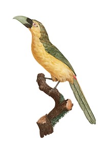 Vintage illustration of Groove-billed toucanet