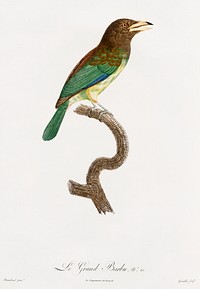 Great barbet from Histoire Naturelle des Oiseaux de Paradis et Des Rolliers (1806) by<a href="https://www.rawpixel.com/search/Jacques%20Barraband?"> </a><a href="https://www.rawpixel.com/search/Jacques%20Barraband?sort=curated&amp;rating_filter=all&amp;mode=shop&amp;page=1">Jacques</a><a href="https://www.rawpixel.com/search/Jacques%20Barraband?sort=curated&amp;rating_filter=all&amp;mode=shop&amp;page=1"> Barraband</a> (1767-1809).