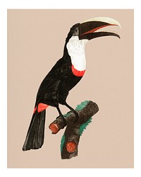 Vintage Toco toucan illustration wall art print and poster.