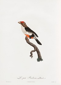 Little barbet from Histoire Naturelle des Oiseaux de Paradis et Des Rolliers (1806) by<a href="https://www.rawpixel.com/search/Jacques%20Barraband?"> </a><a href="https://www.rawpixel.com/search/Jacques%20Barraband?sort=curated&amp;rating_filter=all&amp;mode=shop&amp;page=1">Jacques</a><a href="https://www.rawpixel.com/search/Jacques%20Barraband?sort=curated&amp;rating_filter=all&amp;mode=shop&amp;page=1"> Barraband</a> (1767-1809).