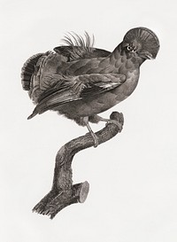 Guianan cock-of-the-rock, male from Histoire Naturelle des Oiseaux de Paradis et Des Rolliers (1806) by<a href="https://www.rawpixel.com/search/Jacques%20Barraband?"> </a><a href="https://www.rawpixel.com/search/Jacques%20Barraband?sort=curated&amp;rating_filter=all&amp;mode=shop&amp;page=1">Jacques</a><a href="https://www.rawpixel.com/search/Jacques%20Barraband?sort=curated&amp;rating_filter=all&amp;mode=shop&amp;page=1"> Barraband</a> (1767-1809).