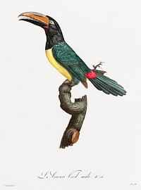 Green aracari from Histoire Naturelle des Oiseaux de Paradis et Des Rolliers (1806) by<a href="https://www.rawpixel.com/search/Jacques%20Barraband?"> </a><a href="https://www.rawpixel.com/search/Jacques%20Barraband?sort=curated&amp;rating_filter=all&amp;mode=shop&amp;page=1">Jacques</a><a href="https://www.rawpixel.com/search/Jacques%20Barraband?sort=curated&amp;rating_filter=all&amp;mode=shop&amp;page=1"> Barraband</a> (1767-1809).