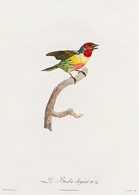 Golden-naped barbet from Histoire Naturelle des Oiseaux de Paradis et Des Rolliers (1806) by<a href="https://www.rawpixel.com/search/Jacques%20Barraband?"> </a>Jacques Barraband (1767-1809). Original from The New York Public Library. Digitally enhanced by rawpixel.