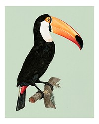 Vintage Toco toucan illustration wall art print poster design remix from original artwork.