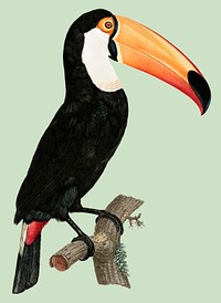 Vintage illustration of Toco toucan