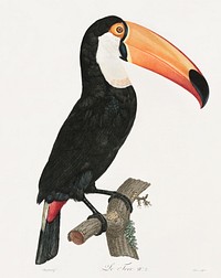 Toco toucan from Histoire Naturelle des Oiseaux de Paradis et Des Rolliers (1806) by<a href="https://www.rawpixel.com/search/Jacques%20Barraband?"> </a><a href="https://www.rawpixel.com/search/Jacques%20Barraband?sort=curated&amp;rating_filter=all&amp;mode=shop&amp;page=1">Jacques</a><a href="https://www.rawpixel.com/search/Jacques%20Barraband?sort=curated&amp;rating_filter=all&amp;mode=shop&amp;page=1"> Barraband</a> (1767-1809).