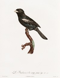 Black-fronted nunbird from Histoire Naturelle des Oiseaux de Paradis et Des Rolliers (1806) by<a href="https://www.rawpixel.com/search/Jacques%20Barraband?"> </a><a href="https://www.rawpixel.com/search/Jacques%20Barraband?sort=curated&amp;rating_filter=all&amp;mode=shop&amp;page=1">Jacques</a><a href="https://www.rawpixel.com/search/Jacques%20Barraband?sort=curated&amp;rating_filter=all&amp;mode=shop&amp;page=1"> Barraband</a> (1767-1809).