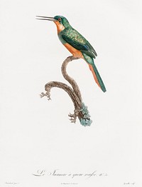 Rufous-tailed Jacamar from Histoire Naturelle des Oiseaux de Paradis et Des Rolliers (1806) by<a href="https://www.rawpixel.com/search/Jacques%20Barraband?"> Jacques Barraband</a> (1767-1809).