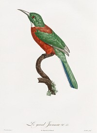 Great Jacamar from Histoire Naturelle des Oiseaux de Paradis et Des Rolliers (1806) by<a href="https://www.rawpixel.com/search/Jacques%20Barraband?"> Jacques Barraband</a> (1767-1809).
