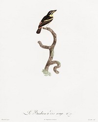 Red-rumped tinkerbird from Histoire Naturelle des Oiseaux de Paradis et Des Rolliers (1806) by<a href="https://www.rawpixel.com/search/Jacques%20Barraband?"> Jacques Barraband</a> (1767-1809).