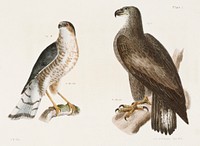1. The Bald Eagle (Halia&euml;tos leucocephalus) 2. The Slate-colored Hawk (Astur fuscus) illustration from Zoology of New York (1842&ndash;1844) by <a href="https://www.rawpixel.com/search/James%20Ellsworth%20De%20Kay?&amp;page=1">James Ellsworth De Kay</a>. Original from The New York Public Library. Digitally enhanced by rawpixel.