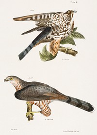 9. The Pigeon Hawk (Falco columbarius) 10. Cooper&#39;s Hawk (Astur cooperi) illustration from Zoology of New York (1842&ndash;1844) by <a href="https://www.rawpixel.com/search/James%20Ellsworth%20De%20Kay?&amp;page=1">James Ellsworth De Kay</a>. Original from The New York Public Library. Digitally enhanced by rawpixel.