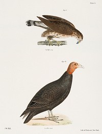 11. The Broad-winged Buzzard (Buteo pennsylvanicus) 12. Turkey Buzzard (Cathartes aura) illustration from Zoology of New York (1842&ndash;1844) by James Ellsworth De Kay. Original from The New York Public Library. Digitally enhanced by rawpixel.