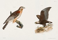 13. The Red-shoudered Buzzard (Buteo hyemalis) 14. The Golden Eagle (Aquila Chrysa&euml;tos) illustration from Zoology of New York (1842&ndash;1844) by <a href="https://www.rawpixel.com/search/James%20Ellsworth%20De%20Kay?&amp;page=1">James Ellsworth De Kay</a>. Original from The New York Public Library. Digitally enhanced by rawpixel.