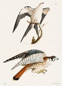 15. The Swallow-tailed Hawk (Nauclerus furcatus) 16. The American Sparrow Hawk (Falco Sparverius) illustration from Zoology of New York (1842&ndash;1844) by <a href="https://www.rawpixel.com/search/James%20Ellsworth%20De%20Kay?&amp;page=1">James Ellsworth De Kay</a>. Original from The New York Public Library. Digitally enhanced by rawpixel.