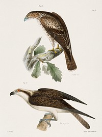 17. The Red-tailed Buzzard (Buteo borealis) 18. The Fish Hawk (Pandion carolinensis) illustration from Zoology of New York (1842&ndash;1844) by <a href="https://www.rawpixel.com/search/James%20Ellsworth%20De%20Kay?&amp;page=1">James Ellsworth De Kay</a>. Original from The New York Public Library. Digitally enhanced by rawpixel.
