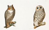 21. The Barred Owl (Ulula nebulosa) 22. The Great Horned Owl (Bubo virginianus) illustration from Zoology of New York (1842&ndash;1844) by <a href="https://www.rawpixel.com/search/James%20Ellsworth%20De%20Kay?&amp;page=1">James Ellsworth De Kay</a>. Original from The New York Public Library. Digitally enhanced by rawpixel.