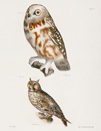 23. The Acadian Owl (Ulula acadica) 24. The Long-eared Owl (Otus americanus) illustration from Zoology of New York (1842&ndash;1844) by <a href="https://www.rawpixel.com/search/James%20Ellsworth%20De%20Kay?&amp;page=1">James Ellsworth De Kay</a>. Original from The New York Public Library. Digitally enhanced by rawpixel.