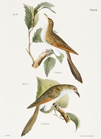 30.The Yellow-billed Cuckoo (Coccyzus americanus) 31. The Black-billed Cuckoo (Coccyzus erythrophthalmus) illustration from Zoology of New York (1842&ndash;1844) by <a href="https://www.rawpixel.com/search/James%20Ellsworth%20De%20Kay?&amp;page=1">James Ellsworth De Kay</a>. Original from The New York Public Library. Digitally enhanced by rawpixel.