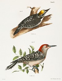 36. The Arctic Woodpecker (Picus arcticus) 37. The Red-bellied Woodpecker (Picus carolinus) illustration from Zoology of New York (1842&ndash;1844) by James Ellsworth De Kay. Original from The New York Public Library. Digitally enhanced by rawpixel.
