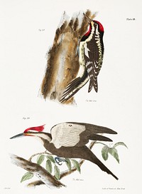 38. The Yellow-bellied Woodpecker (Picus varius) 39. The Crested Woodpecker (Picus pileatus) illustration from Zoology of New York (1842&ndash;1844) by <a href="https://www.rawpixel.com/search/James%20Ellsworth%20De%20Kay?&amp;page=1">James Ellsworth De Kay</a>. Original from The New York Public Library. Digitally enhanced by rawpixel.