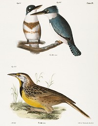 40. & 41. The Belted Kingfisher (Alcedo alcyon) 42. The Meadow Lark (Sturnella ludoviciana) illustration from Zoology of New York (1842&ndash;1844) by James Ellsworth De Kay. Original from The New York Public Library. Digitally enhanced by rawpixel.
