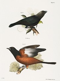 45. The Cow Bunting (Molothrus pecoris) 46. The Orchard Oriole (Icterus spurius) illustration from Zoology of New York (1842&ndash;1844) by <a href="https://www.rawpixel.com/search/James%20Ellsworth%20De%20Kay?&amp;page=1">James Ellsworth De Kay</a>. Original from The New York Public Library. Digitally enhanced by rawpixel.